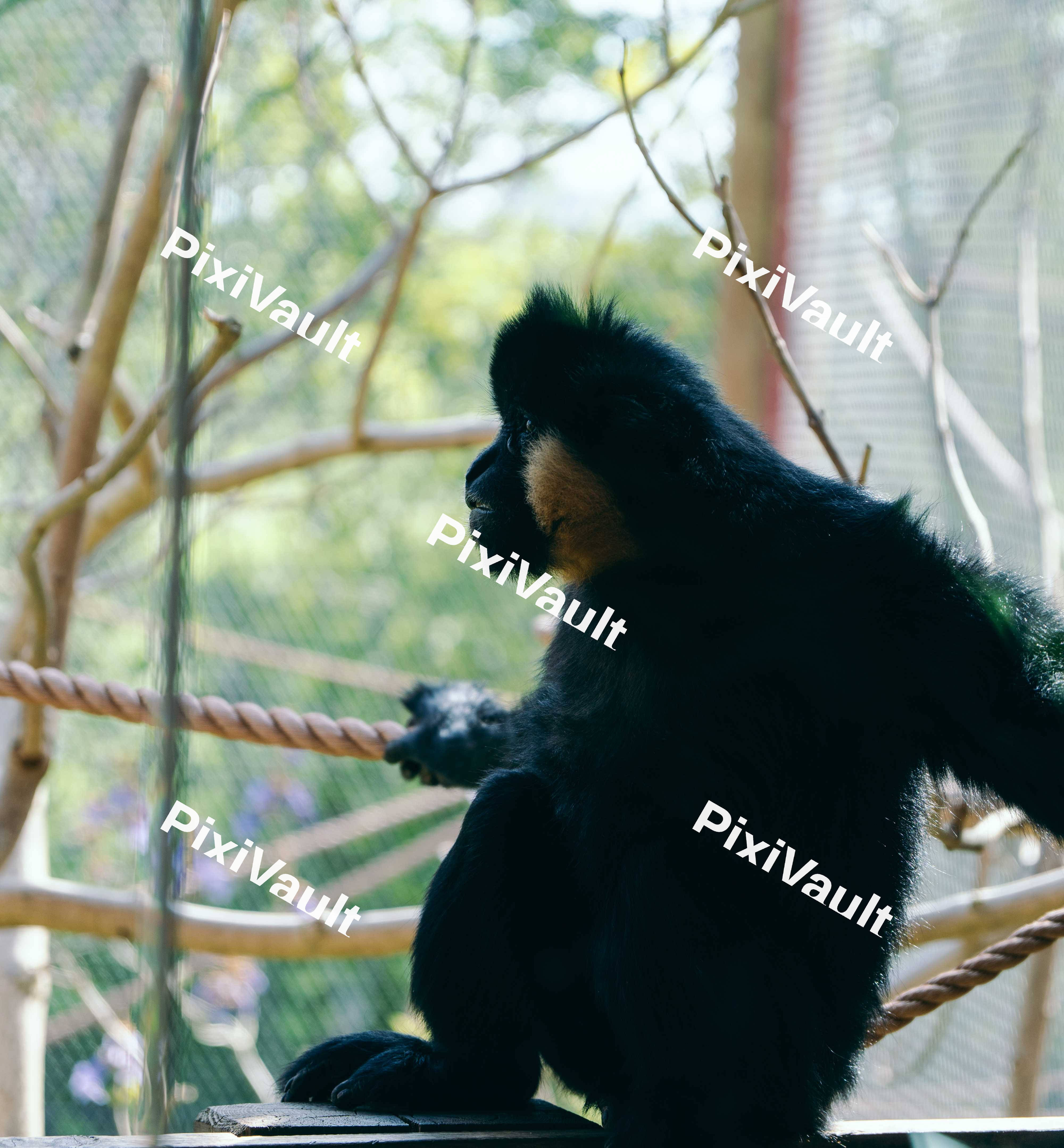Pondering Gibbon